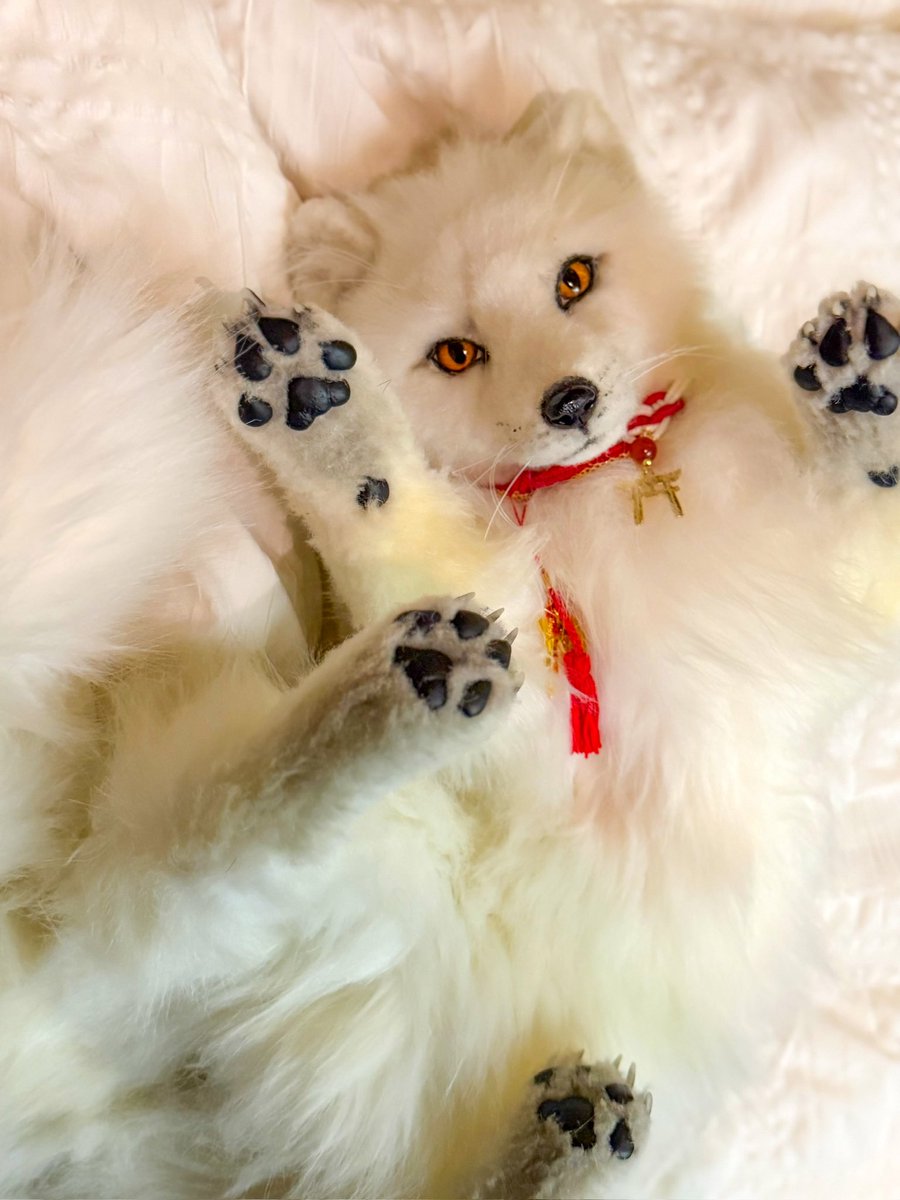 シティランきつね tweet media