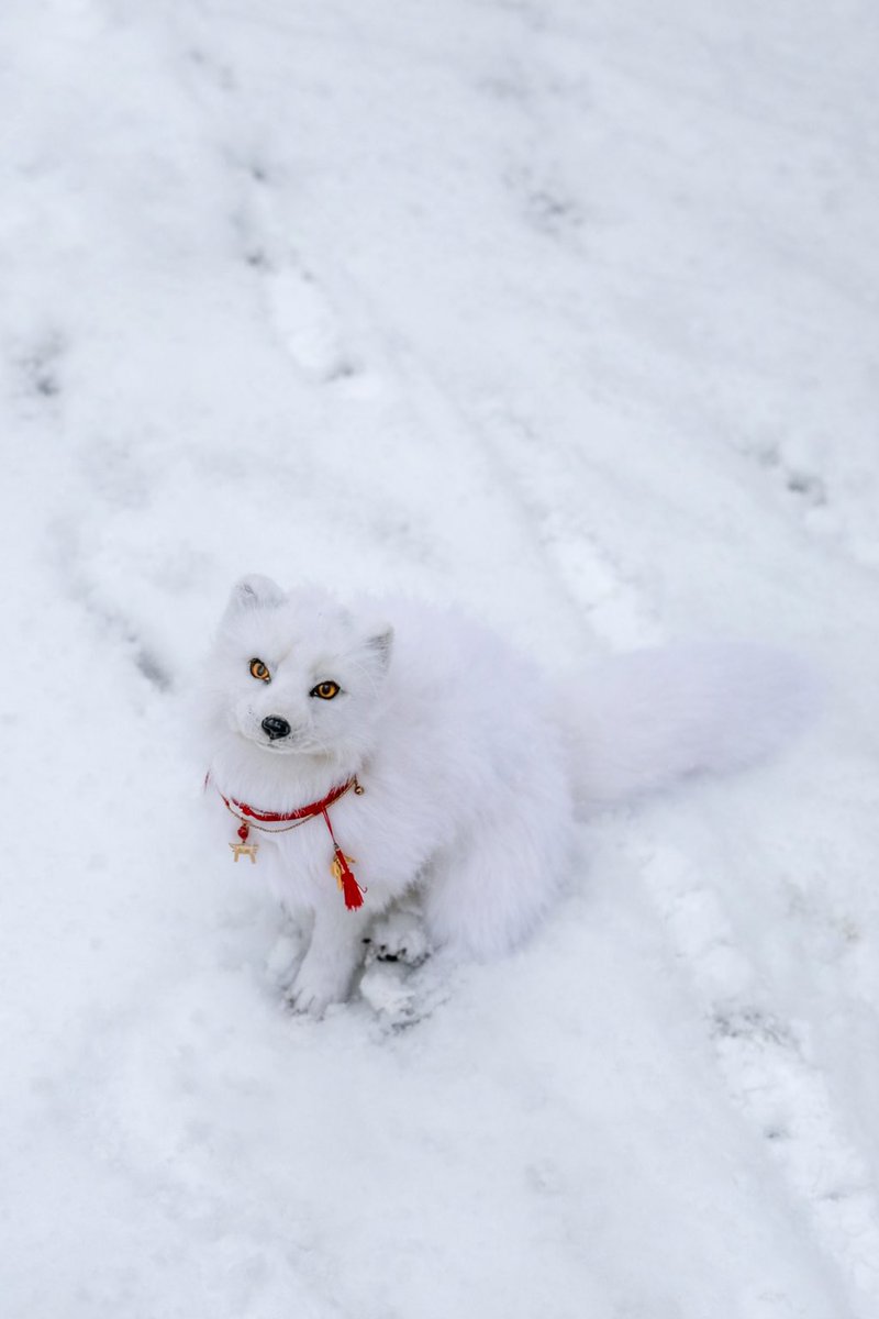 シティランきつね tweet media