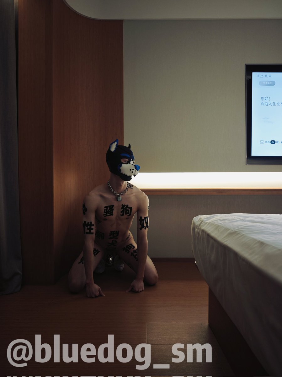 金毛犬 tweet media