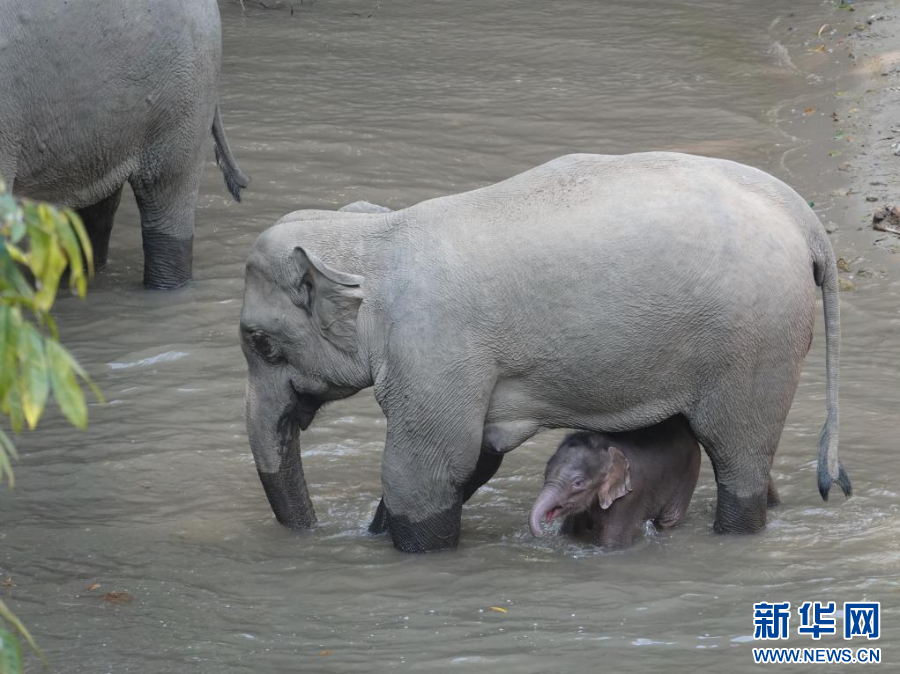 PDChinese's tweet photo. 【雲南5頭新生象寶寶隨家族亮相】2026年以來，雲南西雙版納國家級自然保護區野象谷區域連續50余天監測到亞洲象活動，共記錄到5個種群、90余頭野生亞洲象在此棲息，並有5頭象寶寶順利誕生，盡顯種群興旺態勢。 https://t.co/S4JIF9gz9o