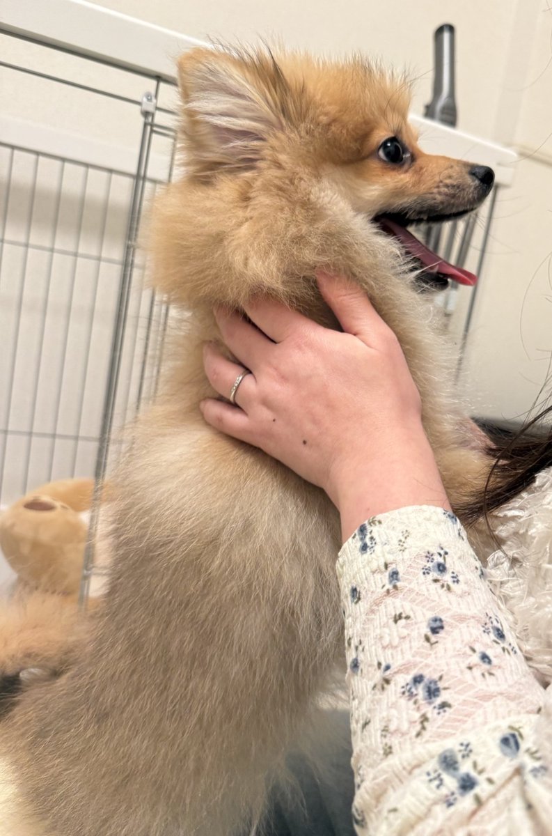 タルト姫｜ポメラニアン tweet media