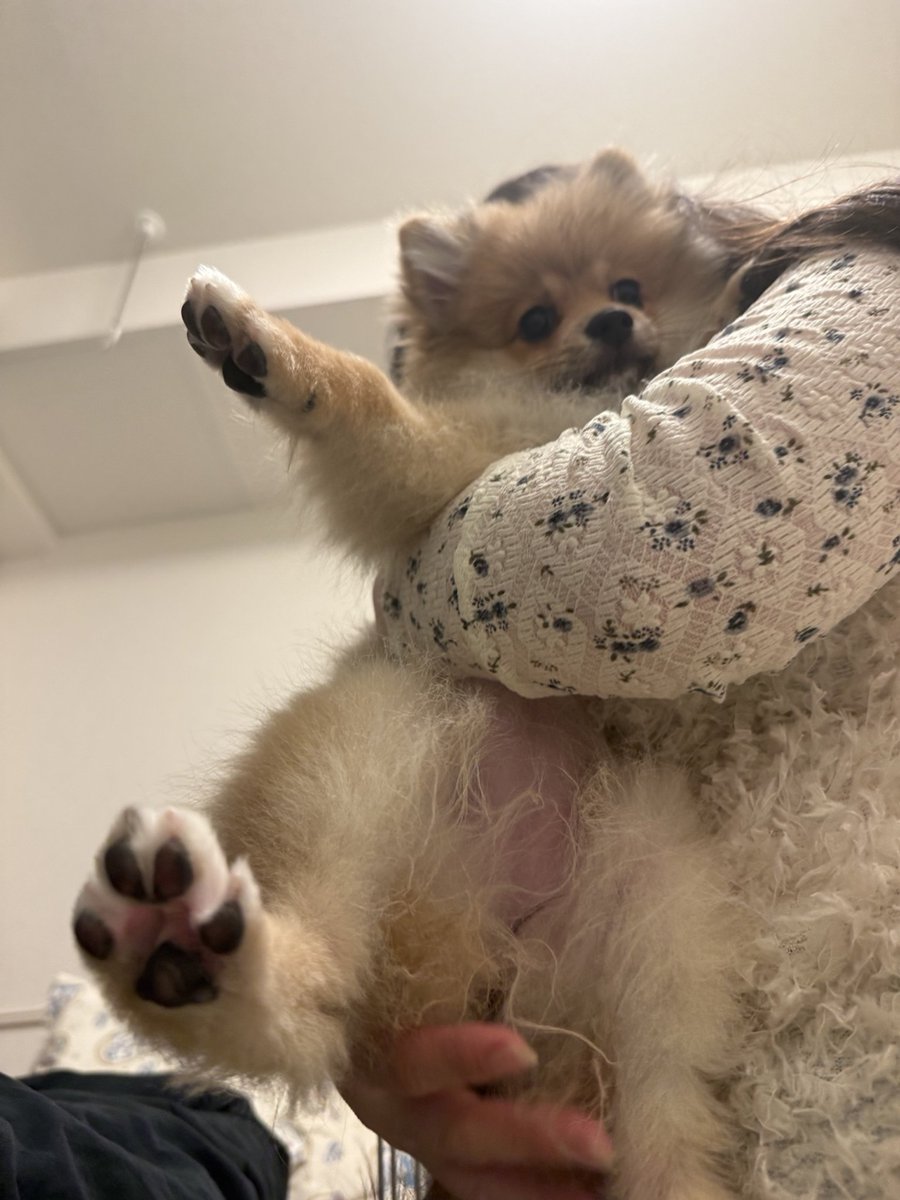 タルト姫｜ポメラニアン tweet media