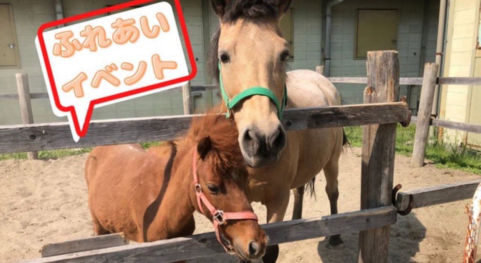 ふれあいイベント開催🌈

毎月開催のふれあいイベントです💕
可愛い馬たちに実際に触れられるチャンスをお見逃しなく😊

【開催日時】
3月8日（日）12:00～13:00

皆様のお越しをお待ちしております！！

tsurumiryokuchi-joba.com

#鶴見緑地乗馬苑
#大阪乗馬
#大阪乗馬クラブ
#大阪市乗馬クラブ