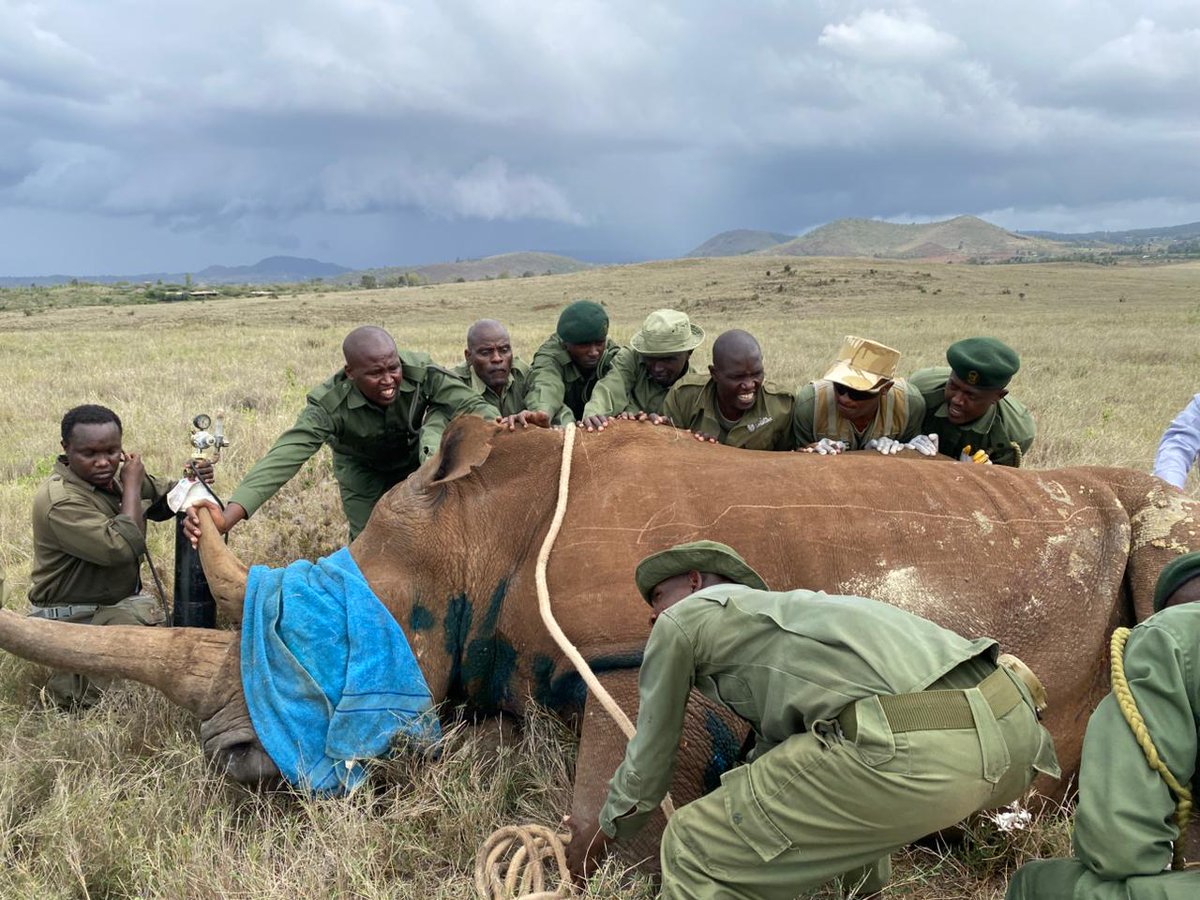 Kenya Wildlife Service tweet media