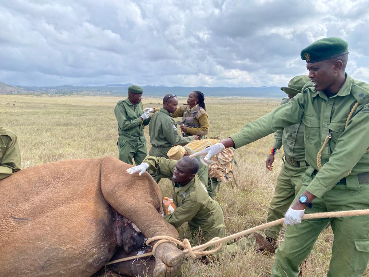 Kenya Wildlife Service tweet media