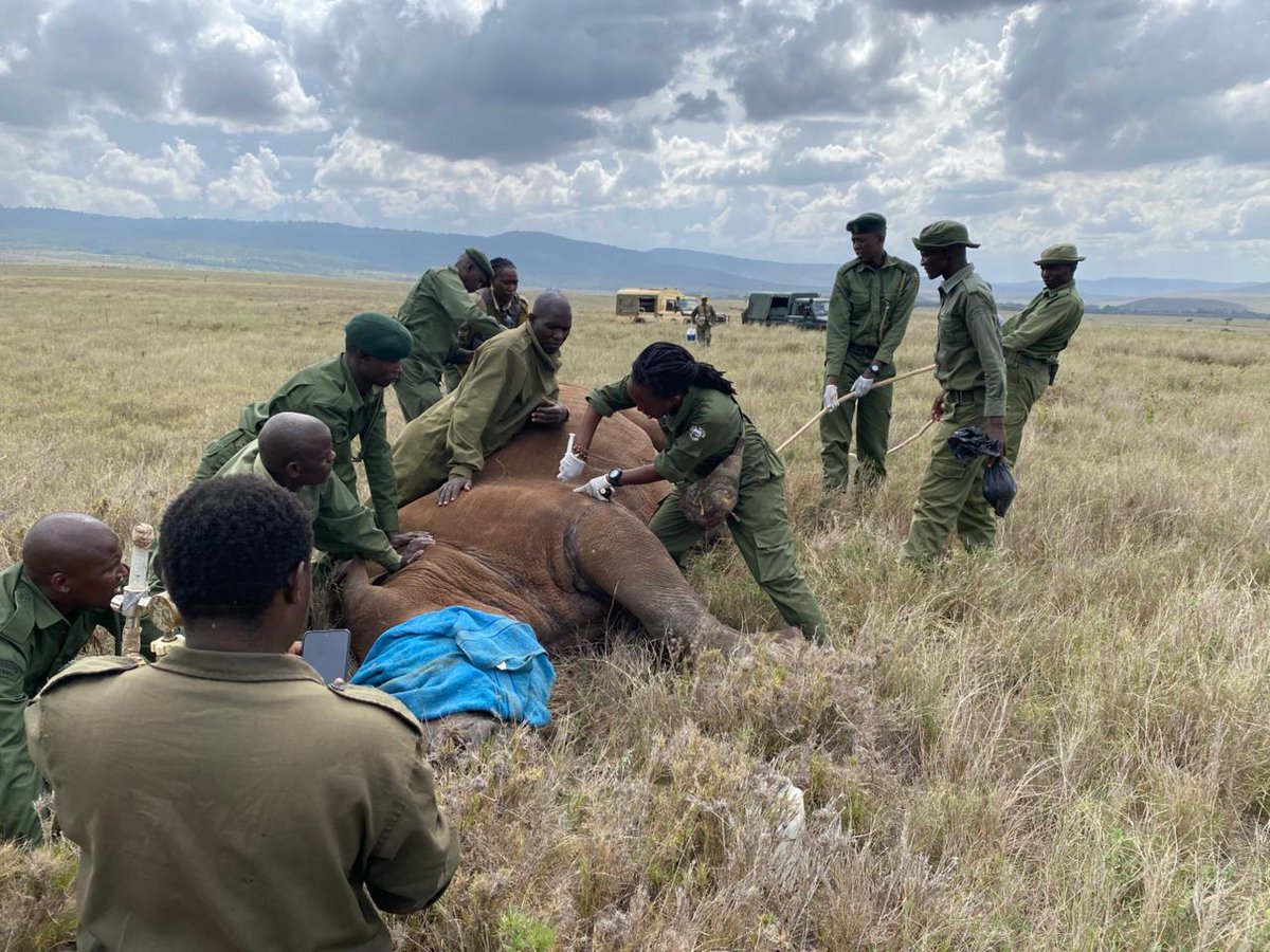 Kenya Wildlife Service tweet media