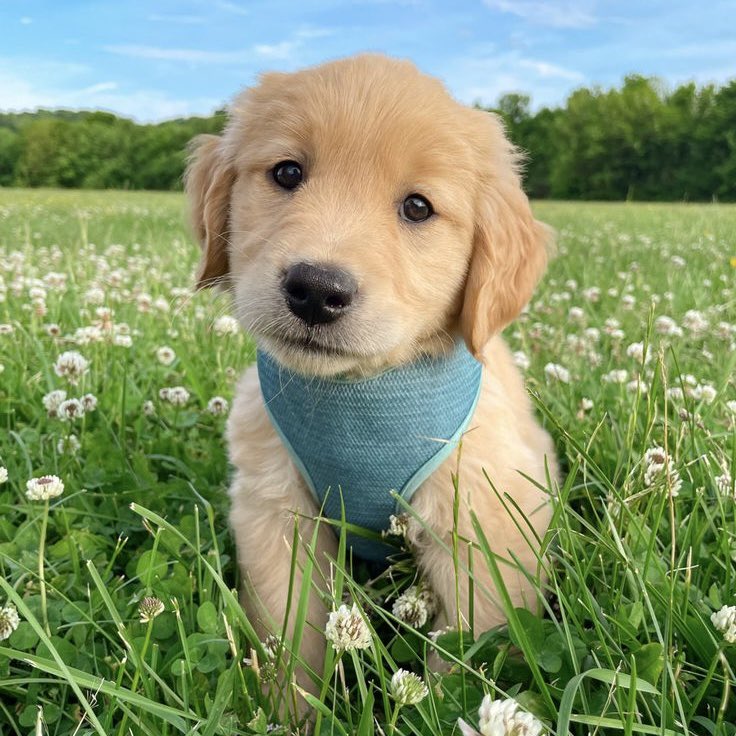 ม๋าแดงเด้กนี่หน่าาาา🐶✨
#Pondponlawit