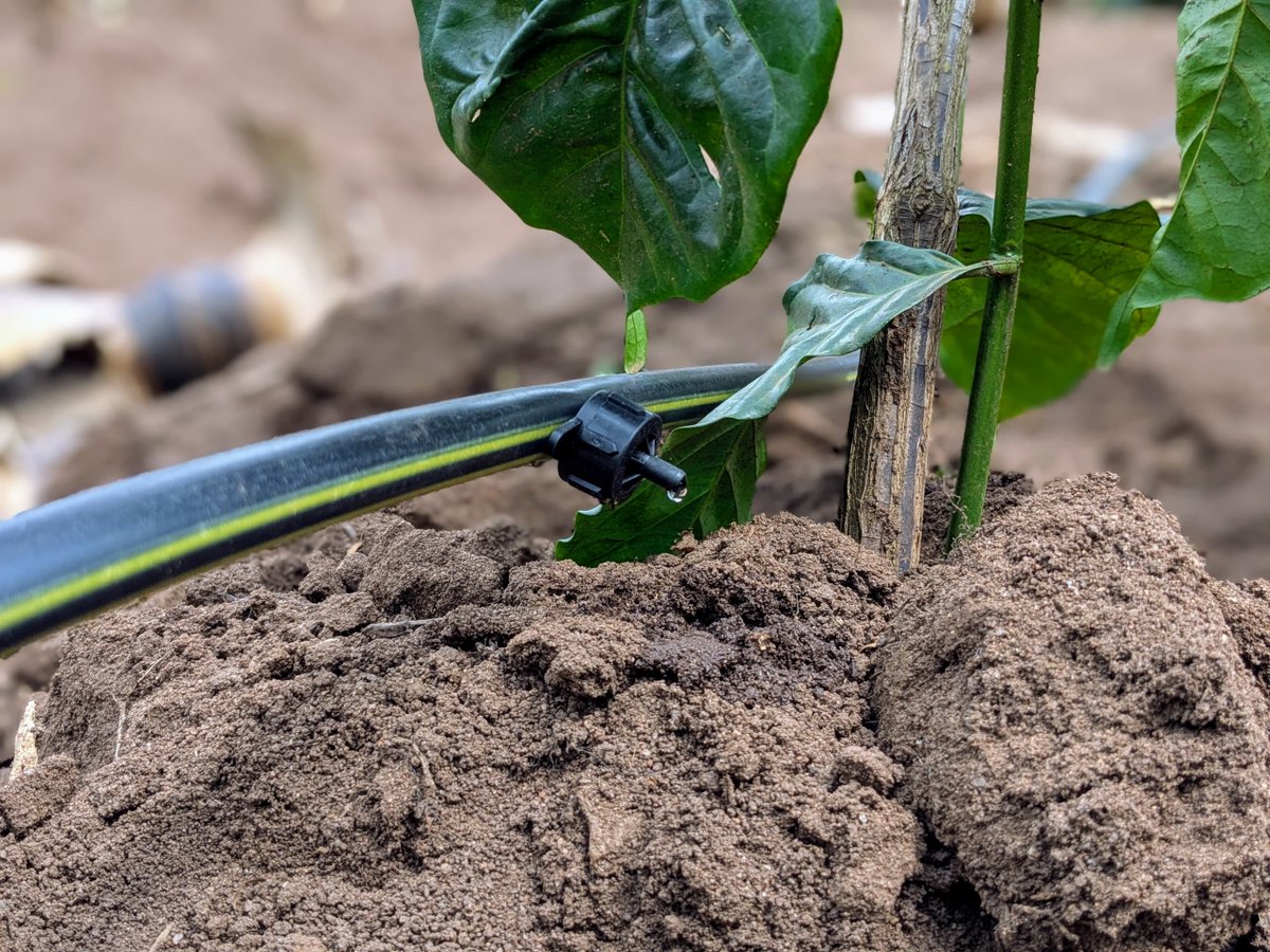 Akvo International Limited tweet media