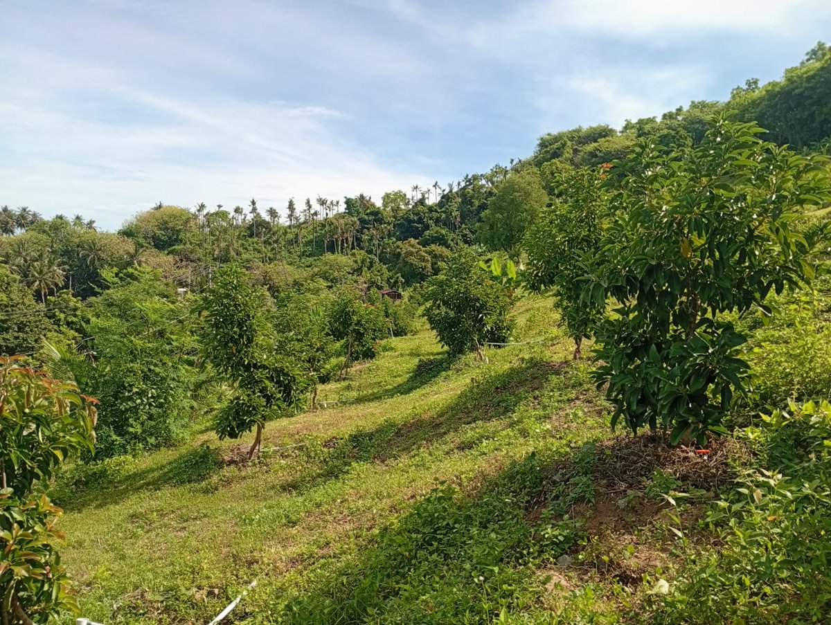 bib new edition tweet media