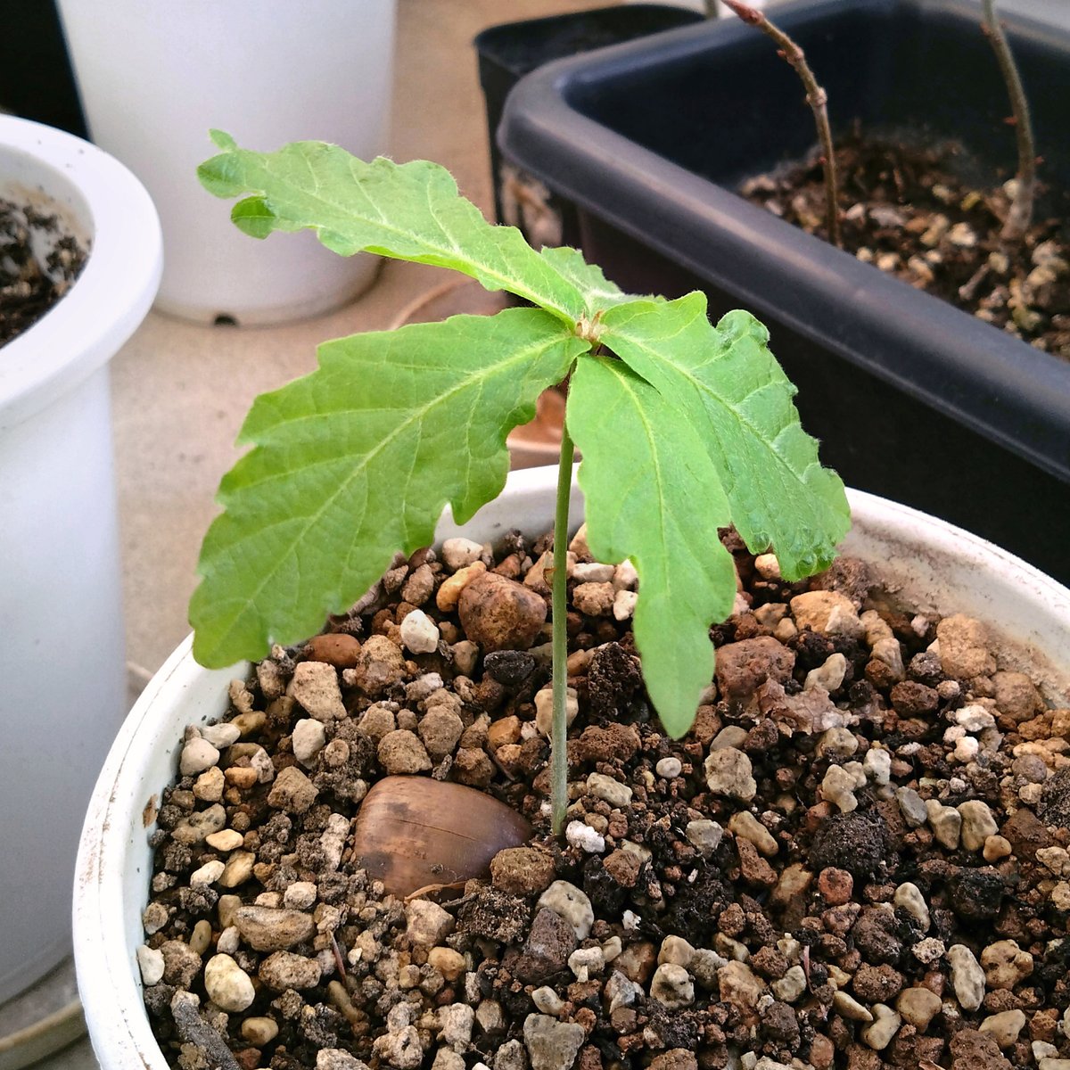 どんぐりの人 (@donguribito) / Posts / X