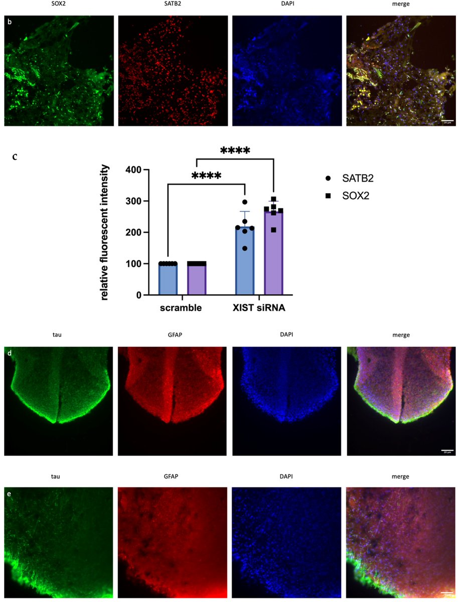 Non-Coding RNA tweet media