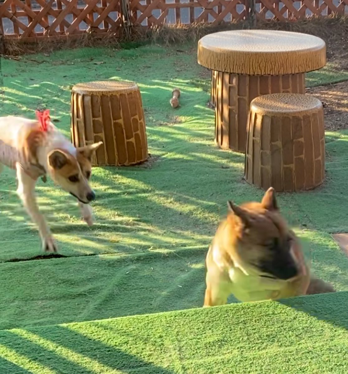 1月14日からヴィヴィの行方が分かっておりません😭 全ては保護責任者である私のせいです😭😭 ヴィヴィちゃん、ごめんね😭ごめんね😭貴女を守ってあげれなくて本当にごめんね😭😭😭

#広島県尾道市
#白毛で所々に茶色毛
#赤色の首輪
#お迎え時より後頸部にマイクロチップ有り