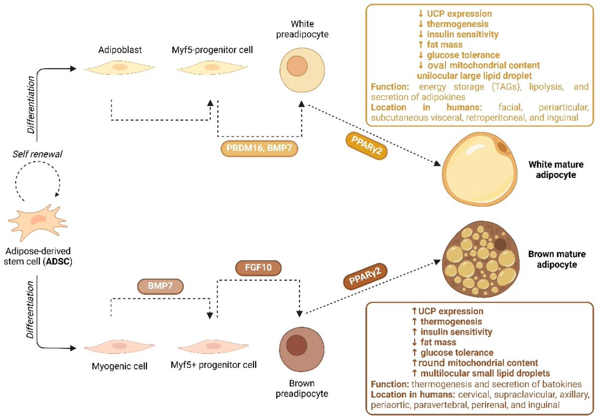 Non-Coding RNA tweet media