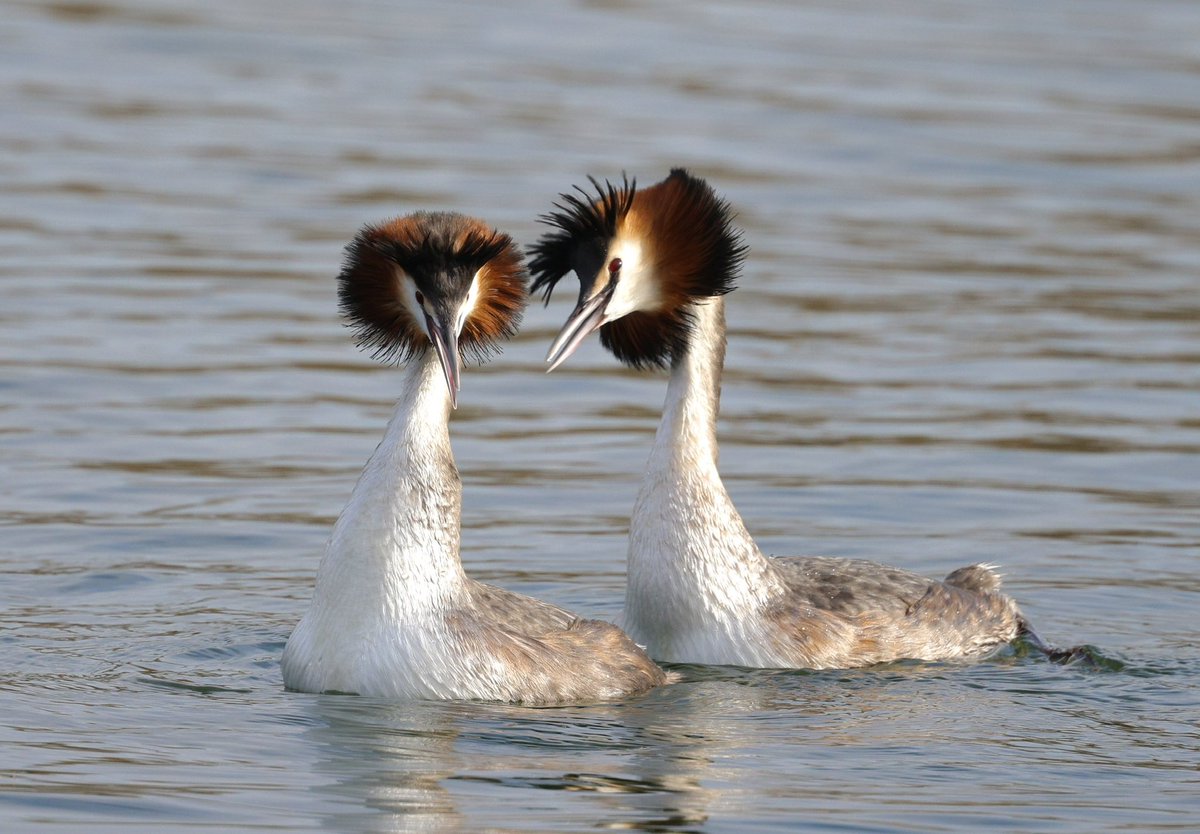 Rose Newbold tweet media