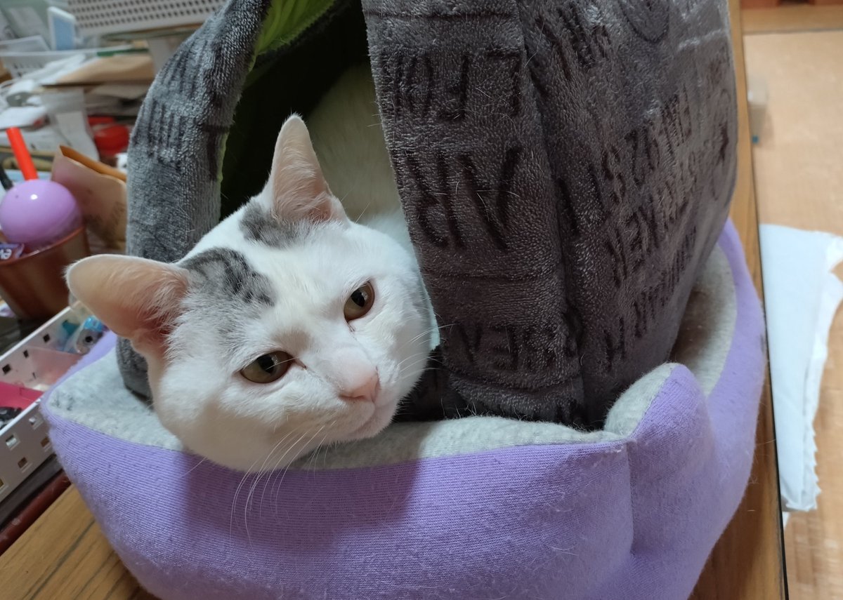 テンちゃん 本日の勤務態度 何かする事ないですかー？ (本日 悪天候で