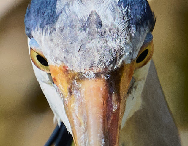 paul hayes tweet media