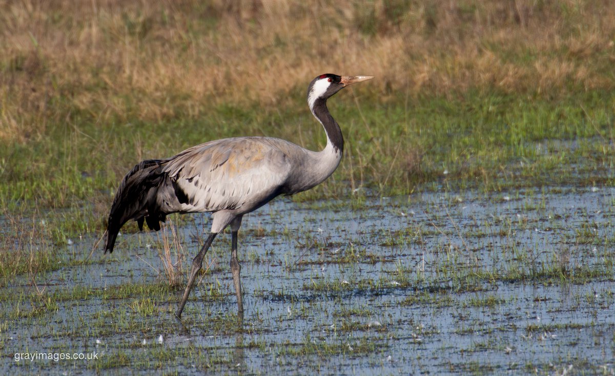 Sean Gray tweet media