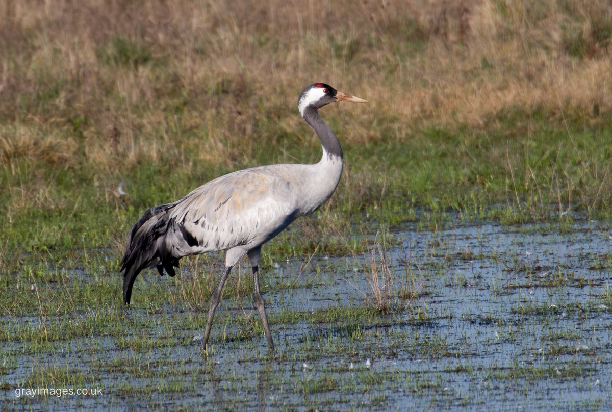 Sean Gray tweet media