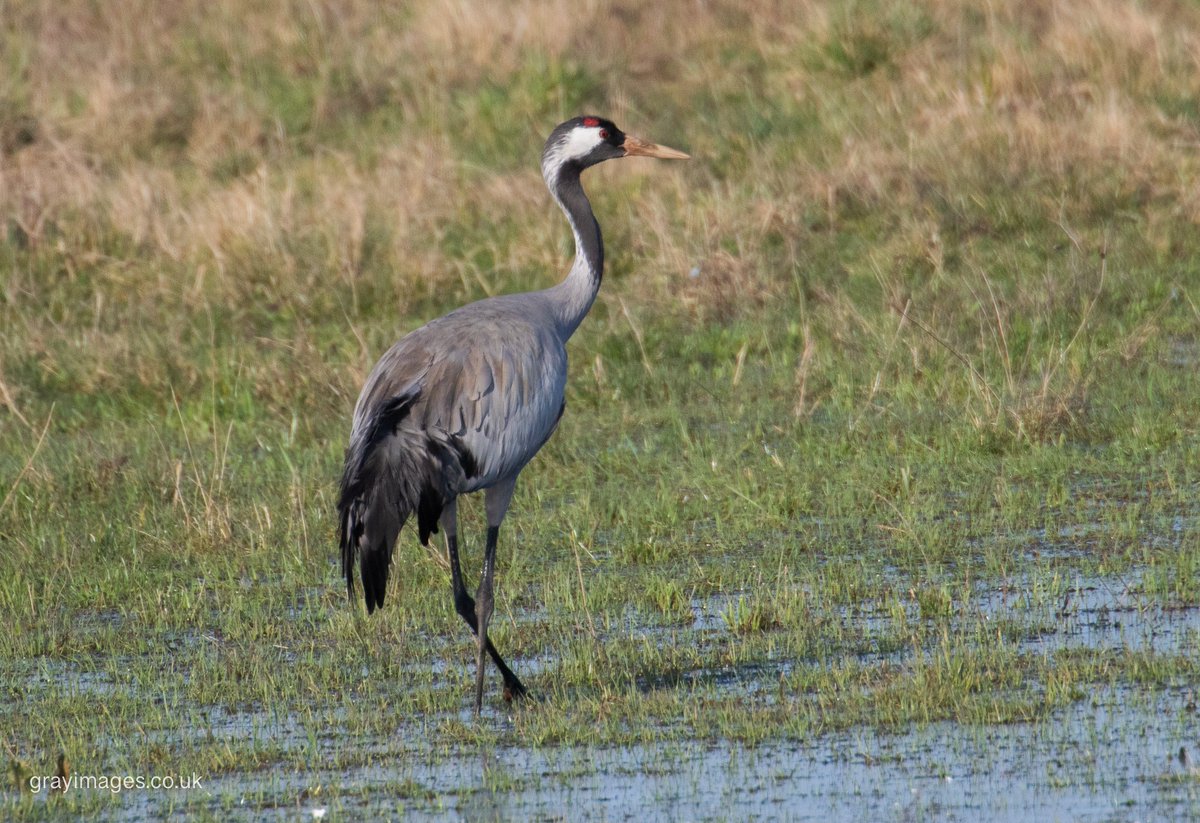 Sean Gray tweet media