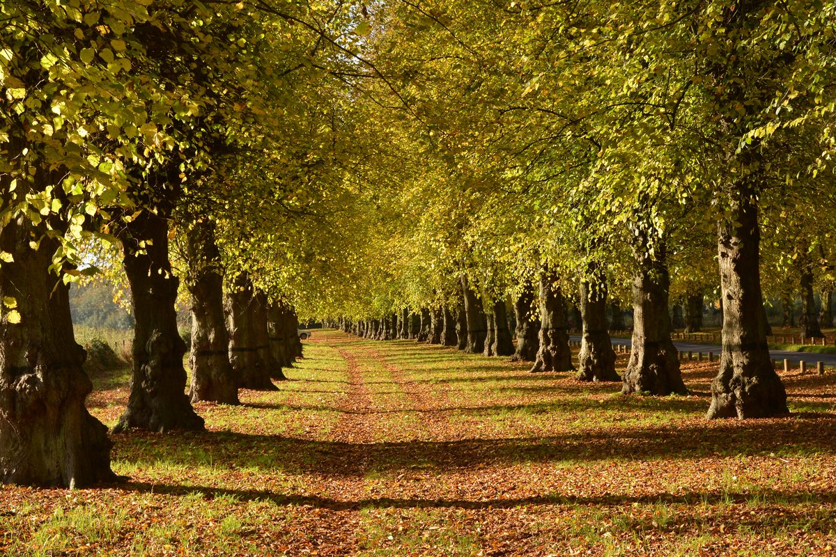 RKW1899's tweet photo. @DailyPicTheme2 Today’s Daily Picture Theme is ‘Woods'
Some of the 1296 Lime trees on Lime Tree Avenue @NTClumberPark https://t.co/ZXj4OTwsdG