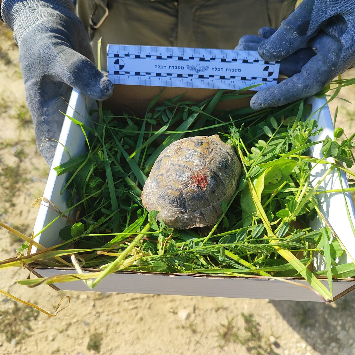 Osint613's tweet photo. Jerusalem District police found a tortoise wounded by Iranian shrapnel in the recent missile attack by the Islamic regime. 

She was transferred for treatment.
@nirhasson https://t.co/xfCdyRQbLa