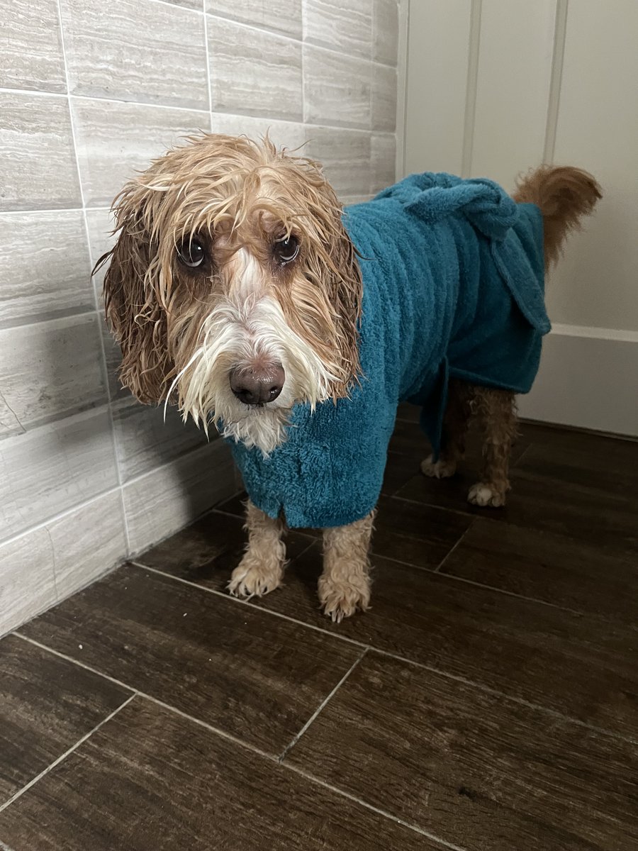 MissBella tweet media