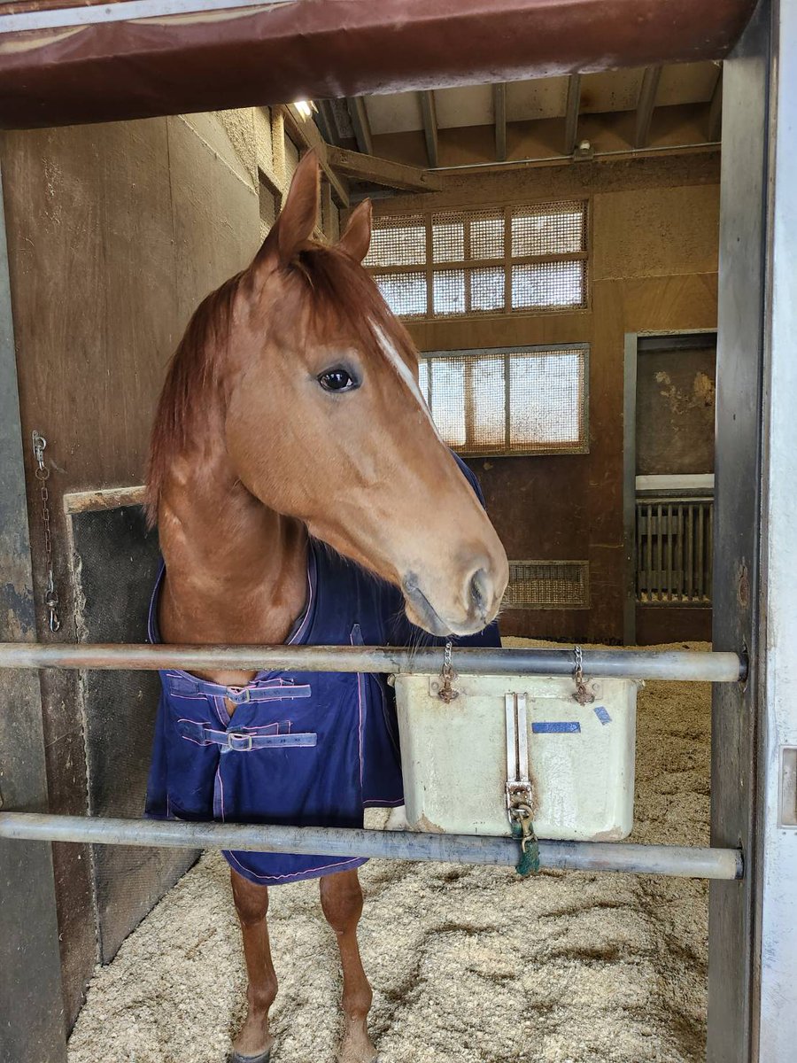 しろまる (@shiro1maru) / Posts / X