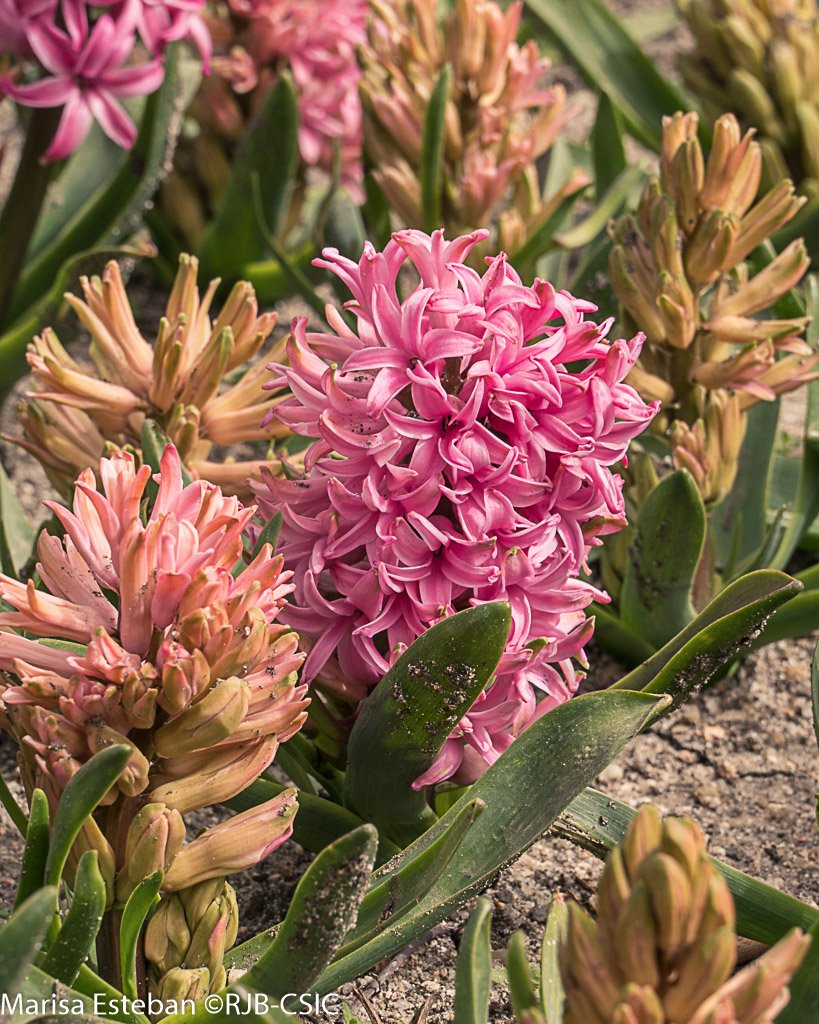 REAL JARDÍN BOTÁNICO tweet media