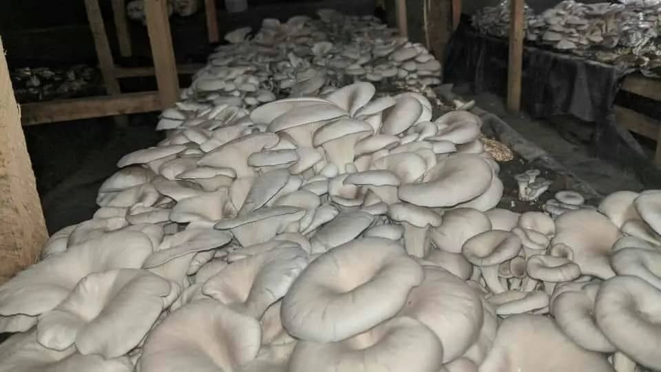 IngenziD's tweet photo. Turning sawdust,Agriculture residues(substrates) into opportunity. 

🍄Thousands of mushroom tubes ready to feed communities and create income. #MushroomFarming #Agribusiness #Rwanda https://t.co/ui8BB9nlG8