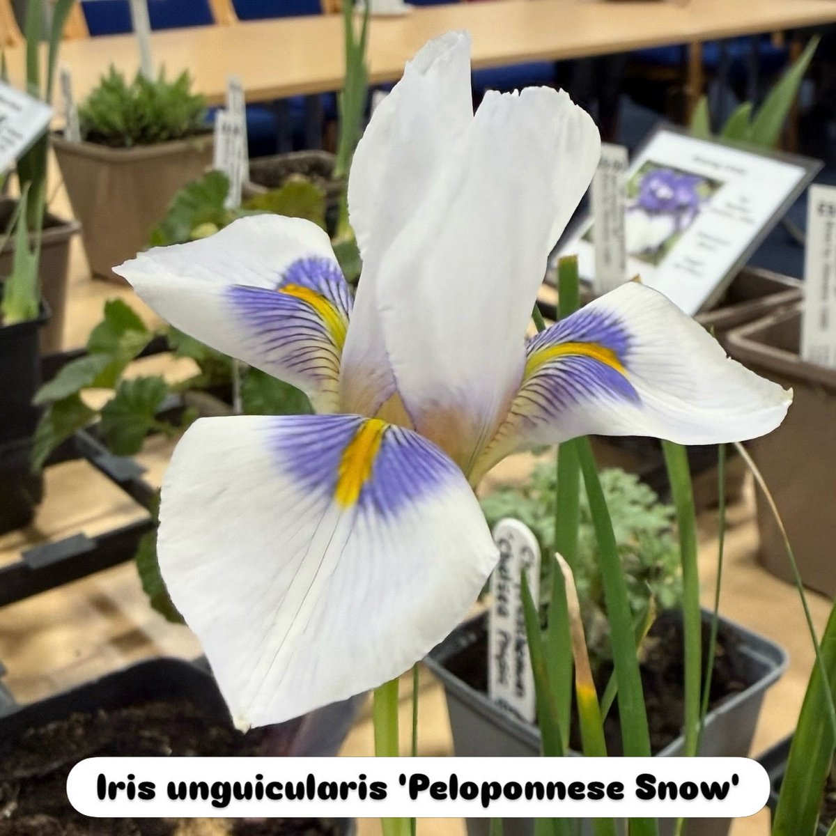 Seagate Nurseries tweet media