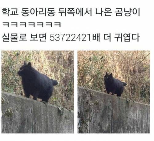 챱 tweet media