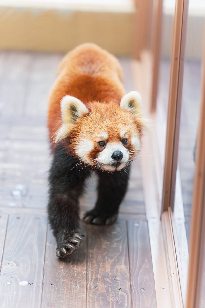 ほほんとネイくん可愛い☺️ 📸2026.2 #八景島シーパラダイス