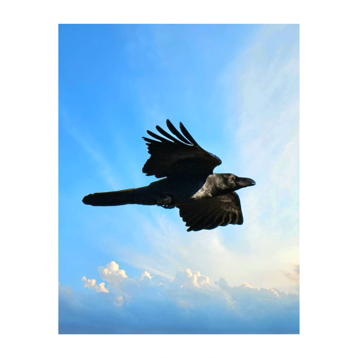 シリーズ『カラス・ The Crow ／ 虚構の翼・Fictional wings 』 #野鳥