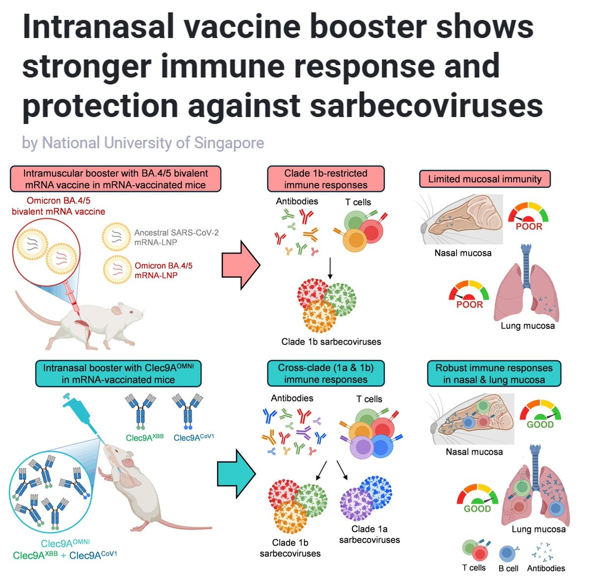 Vaccinologist's tweet image. Very promising work by @NUSingapore @NUSMedicine @MonashUni. Intranasal boosters that trigger mucosal #immunity + dendritic cell targeting could reshape future #pandemic #vaccine strategies. linkedin.com/posts/drmelvin…