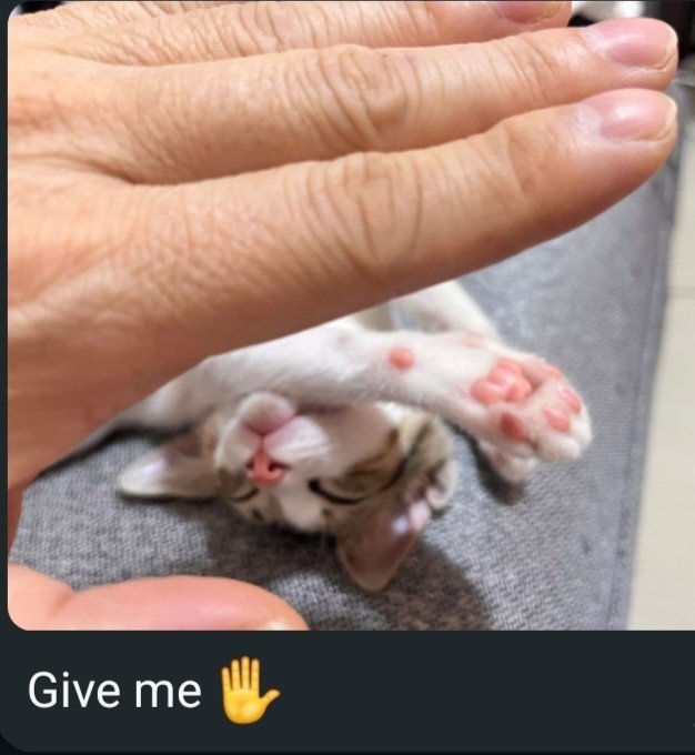 Melonyun1's tweet photo. I'm going back to drawing fandom stuff soon, for now have a pic of my cat oomfies #notmyhand https://t.co/UZNYzwZj6K