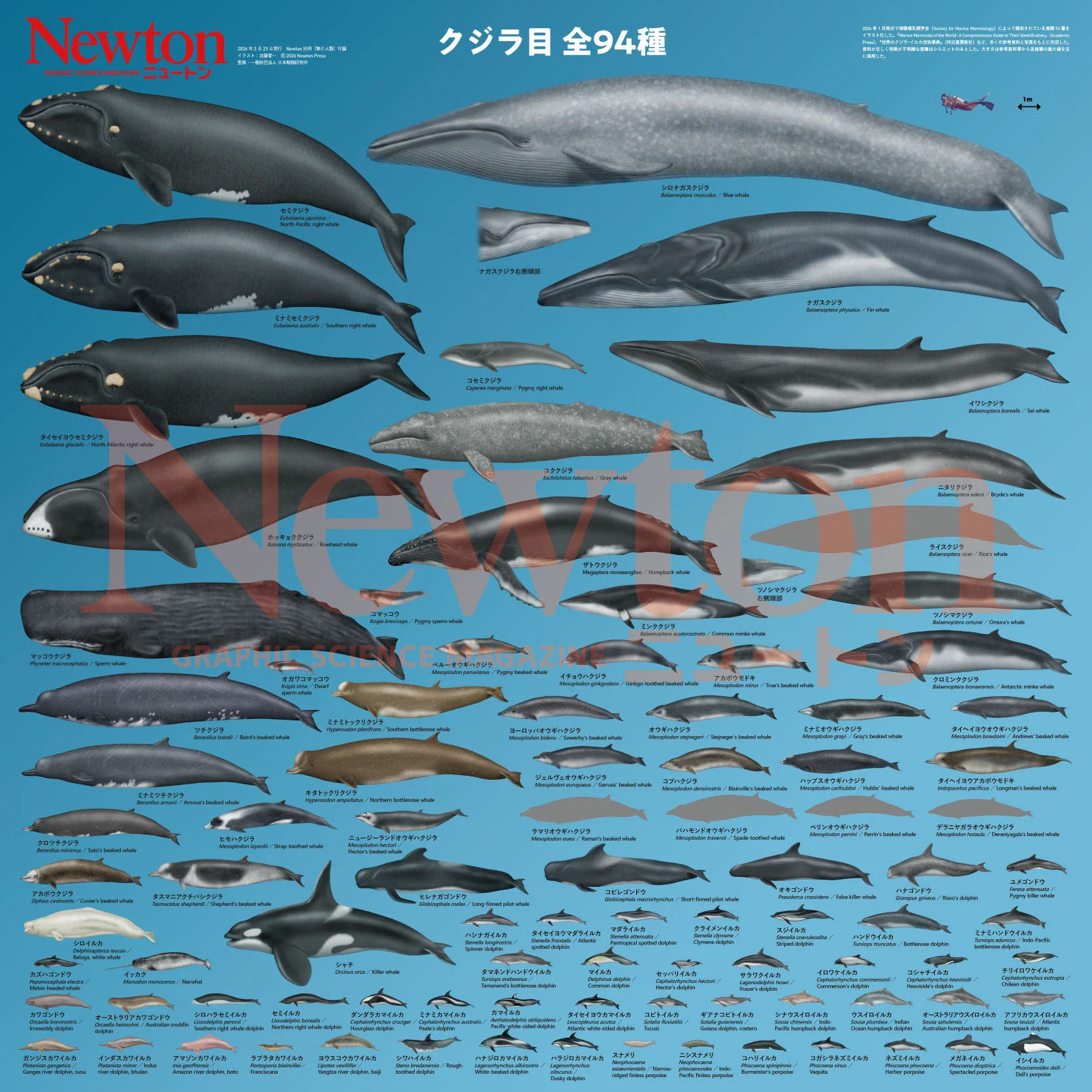 クジラページ 科学雑誌Newton（ニュートン）公式 on X: 
