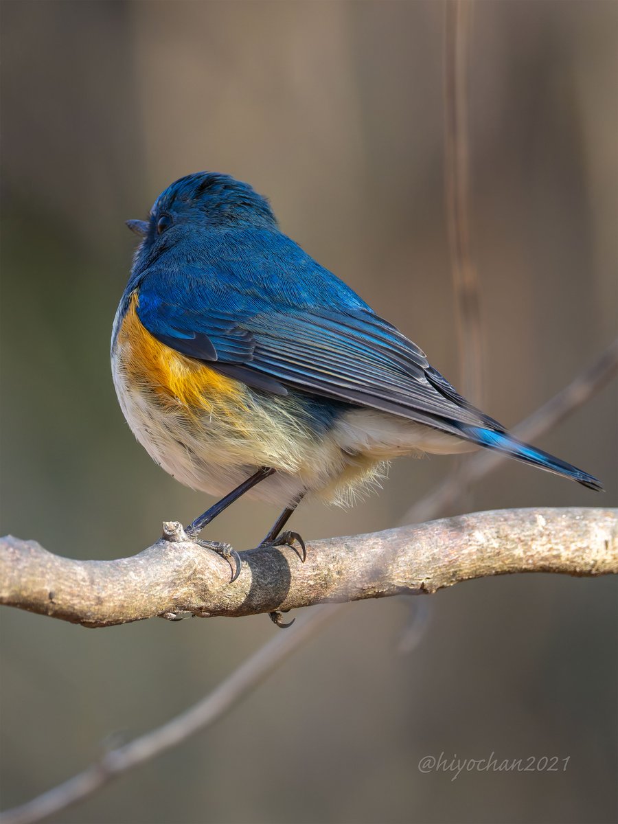 ひよちゃん tweet media