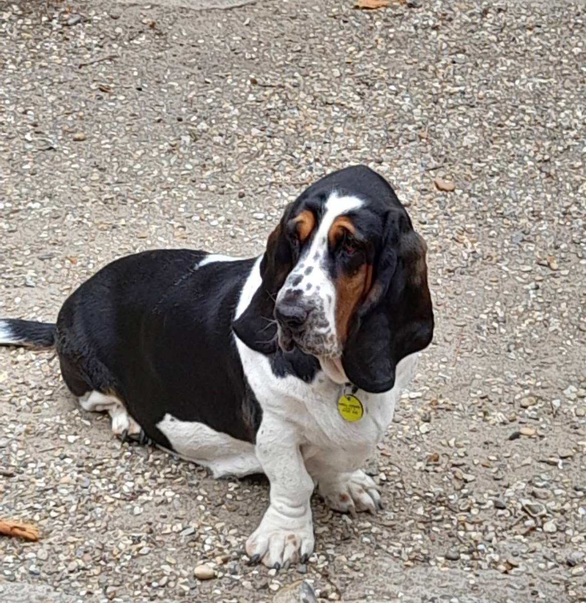 SAMPAuk_'s tweet image. Much loved Basset Hound #stolen from Effingham Common Road, #Effingham #Surrey between 6pm and 10pm on 05/03/26. Spayed and has an eye condition that requires medication.Van seen in last few days. Call Police on 101 or Crime Stoppers on 0800555111 Updates: doglost.co.uk/dog/202342