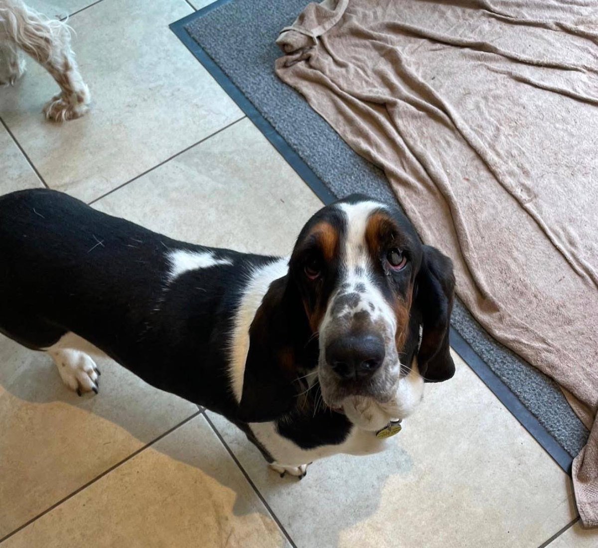 SAMPAuk_'s tweet image. Much loved Basset Hound #stolen from Effingham Common Road, #Effingham #Surrey between 6pm and 10pm on 05/03/26. Spayed and has an eye condition that requires medication.Van seen in last few days. Call Police on 101 or Crime Stoppers on 0800555111 Updates: doglost.co.uk/dog/202342
