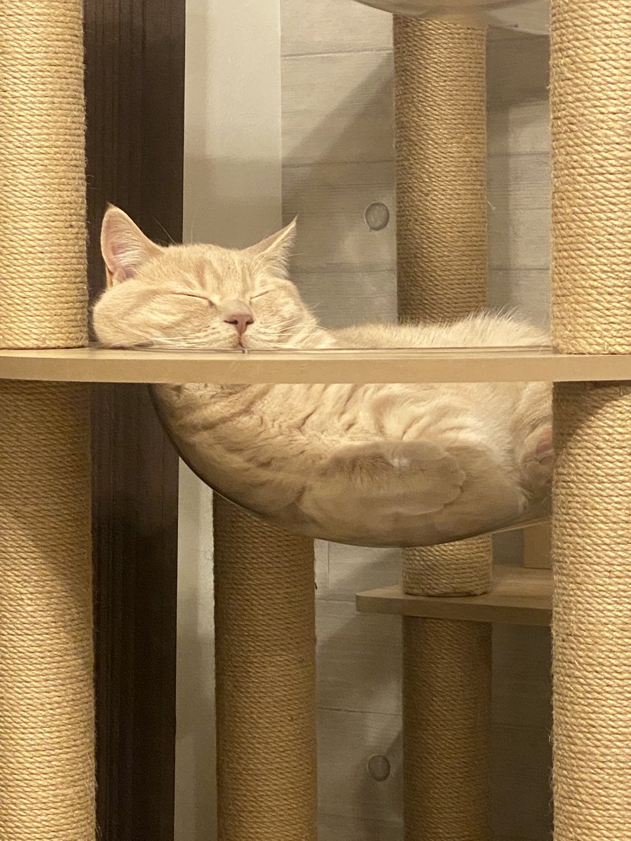 TKC_110's tweet photo. 1週間お疲れ様でしたー！
#ブリティッシュショートヘア #猫　#cat https://t.co/9fV3fXAwqz