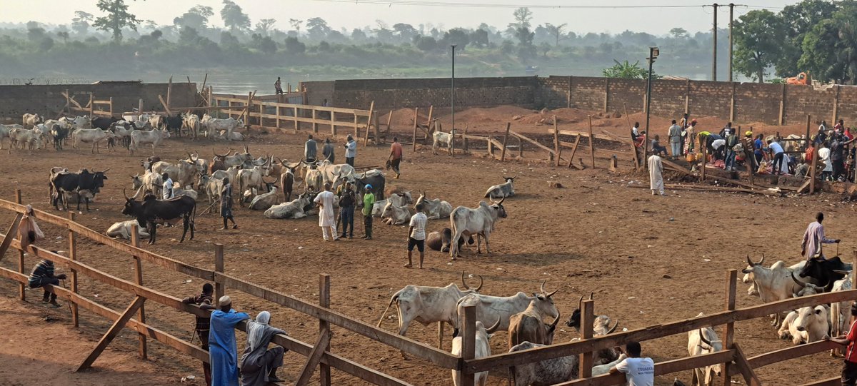 FAO en République centrafricaine tweet media