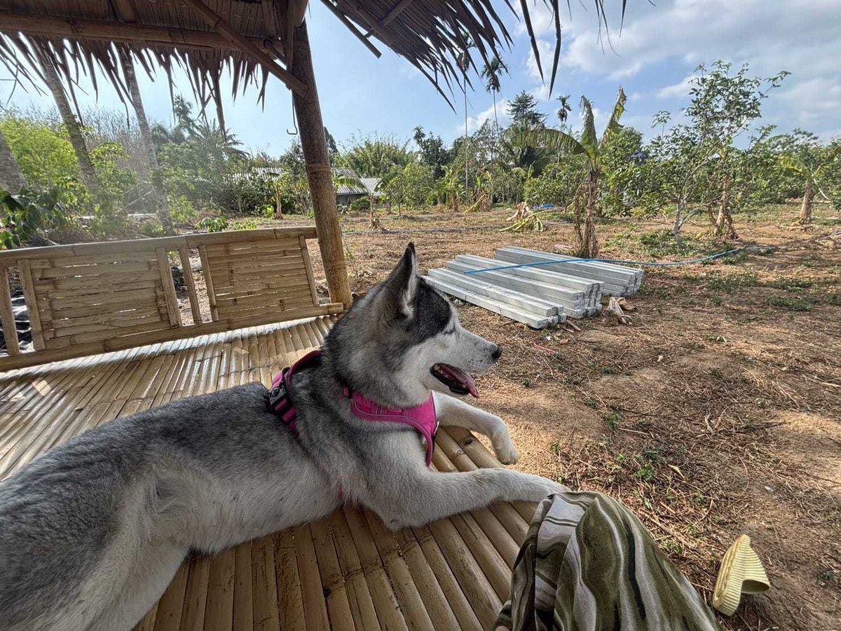 Niall Harbison tweet media