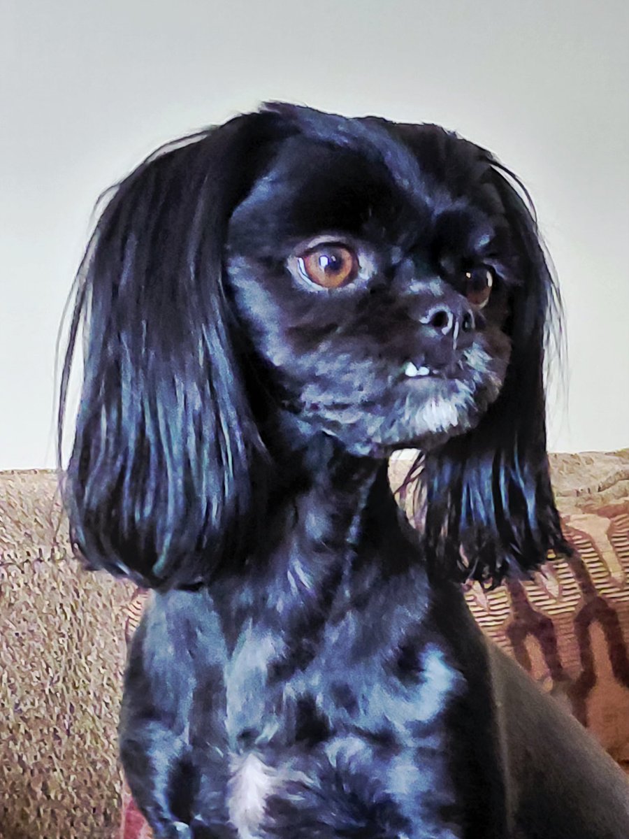 tlburks's tweet photo. Maggie 3yrs https://t.co/BK4pWkM8rw