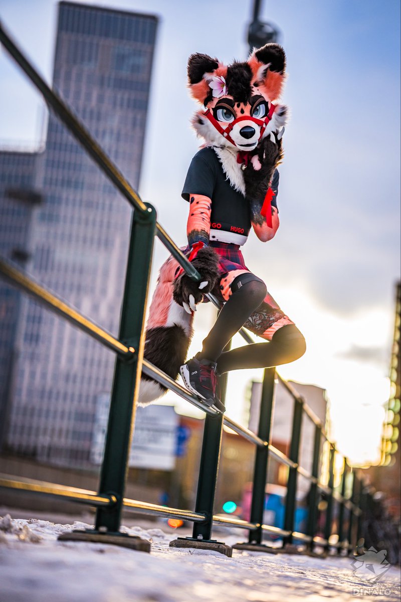 Sion_Fox_'s tweet photo. Yo look at this fence

photos by @DinaloFoxxo 🤍 https://t.co/EaSW5JR3ph