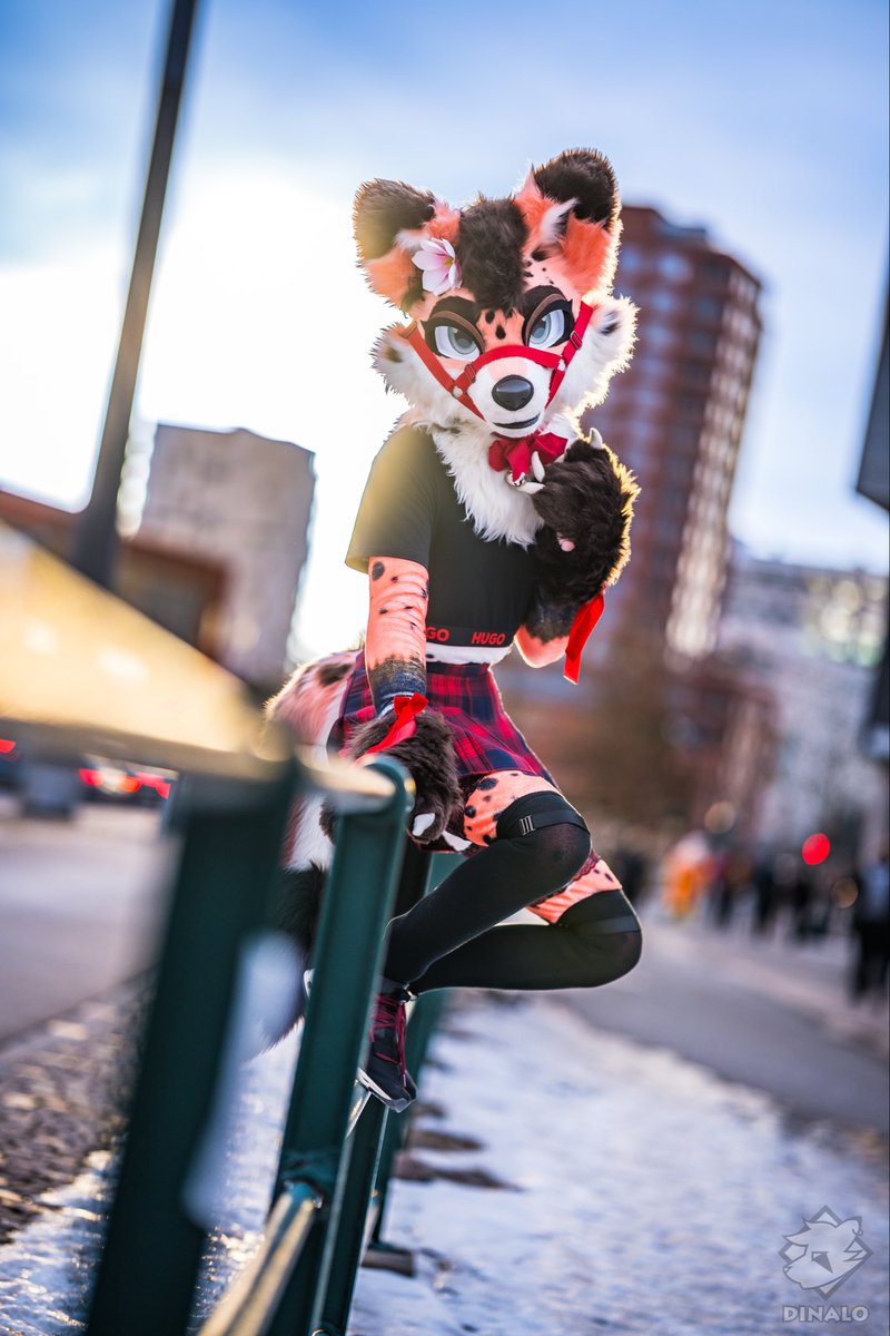 Sion_Fox_'s tweet photo. Yo look at this fence

photos by @DinaloFoxxo 🤍 https://t.co/EaSW5JR3ph