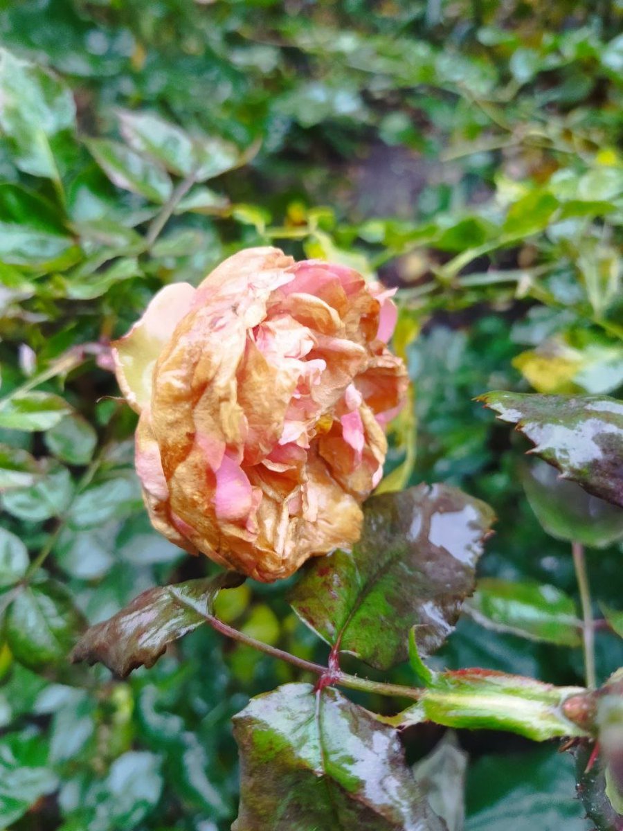 Покажіть фото, зроблене вами. Просто фото, без опису