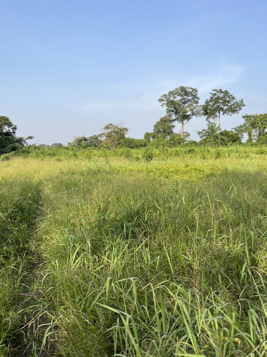 Ecologicalnest's tweet photo. Over 6 years (2026–2032), we'll restore degraded landscapes in Ghana's Western North Region revitalizing ecosystems, boosting food security, and improving farmer livelihoods.

2/3 https://t.co/D1fl1CEsOV