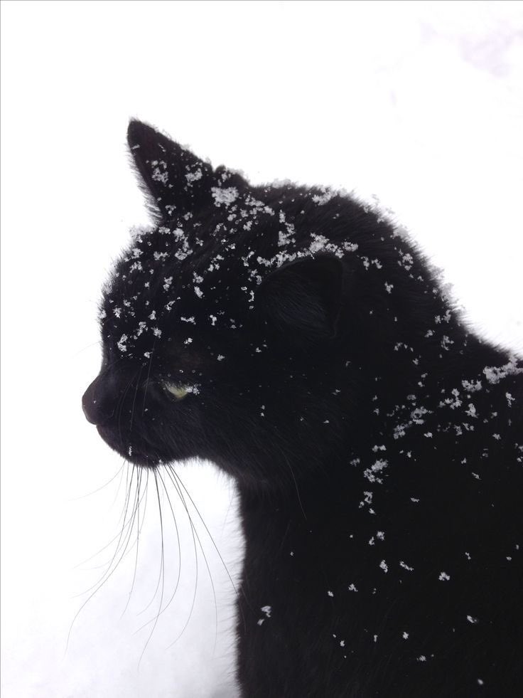 blackscats's tweet photo. https://t.co/cNhKpM6xSX