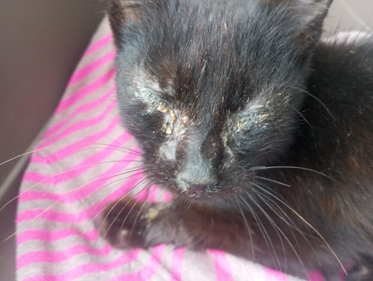 RandagiBaffi's tweet image. Era immobile in mezzo alla strada, non possiamo portarlo in clinica perché non ci fanno più credito,la volontaria sta andando da un vet per capire se è gestibile a casa, vomita e ha diarrea.
Per chi volesse aiutarci:
IT89Z0538781591000043031902

PAYPAL: donazioni@baffirandagi.com