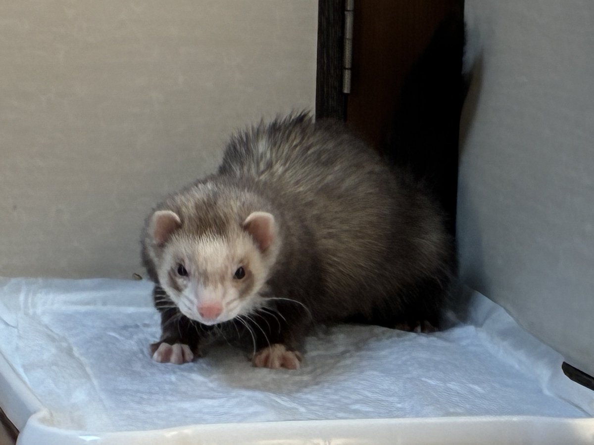 逆襲のプニとカイヌシ tweet media